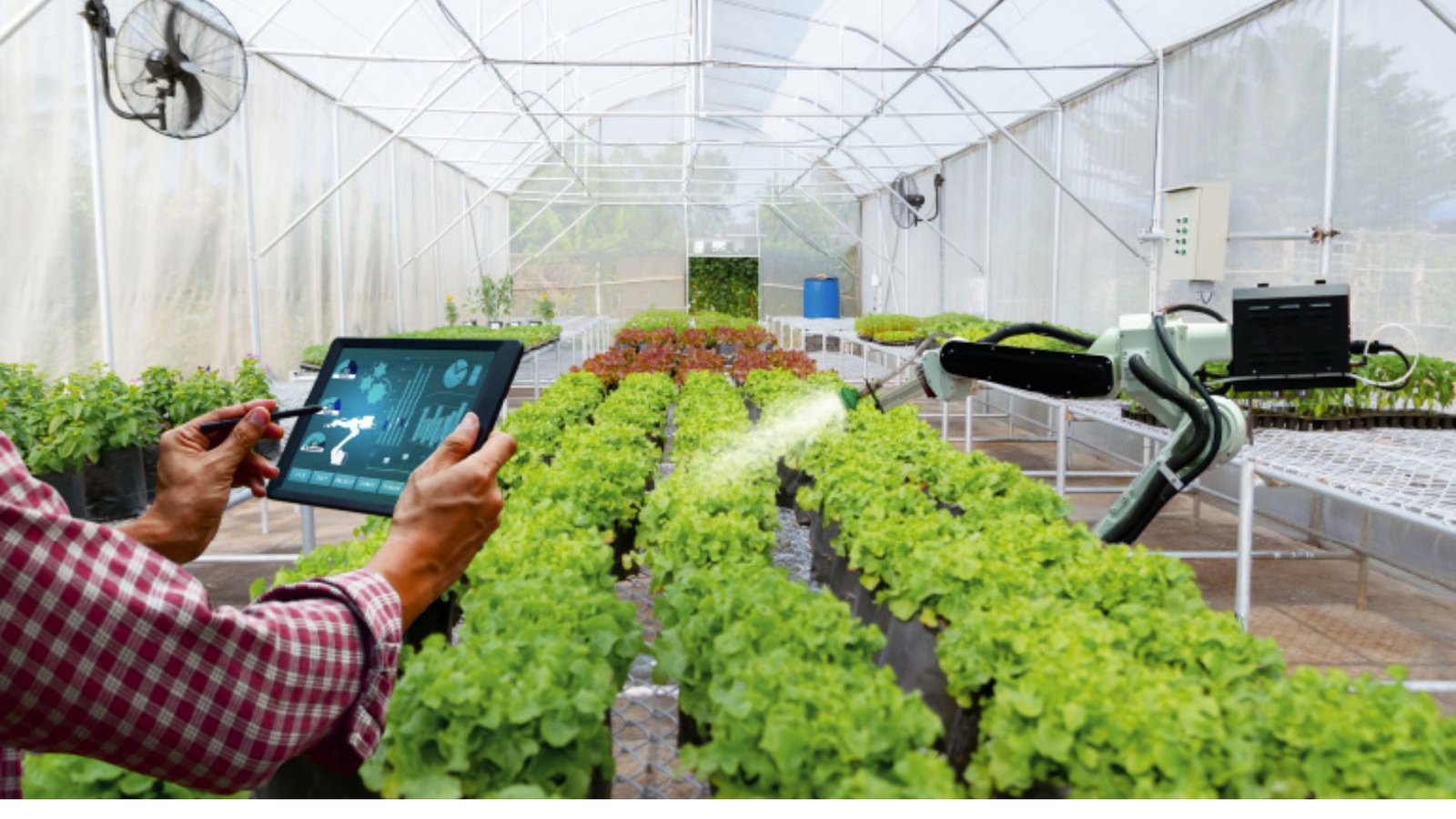 A greenhouse filled with various plants thriving under natural light.