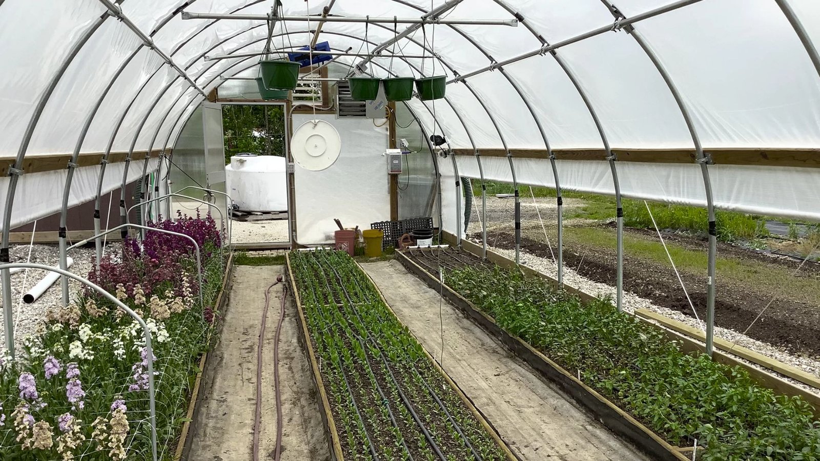 A greenhouse filled with various plants thriving under natural light.