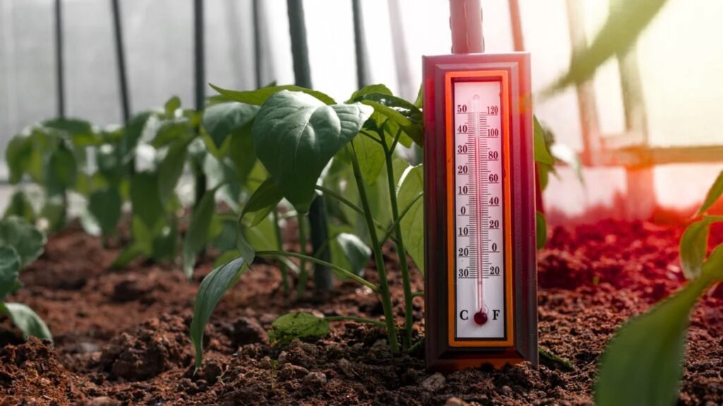 A thermometer placed in the soil of a greenhouse, indicating the temperature for plant growth monitoring.