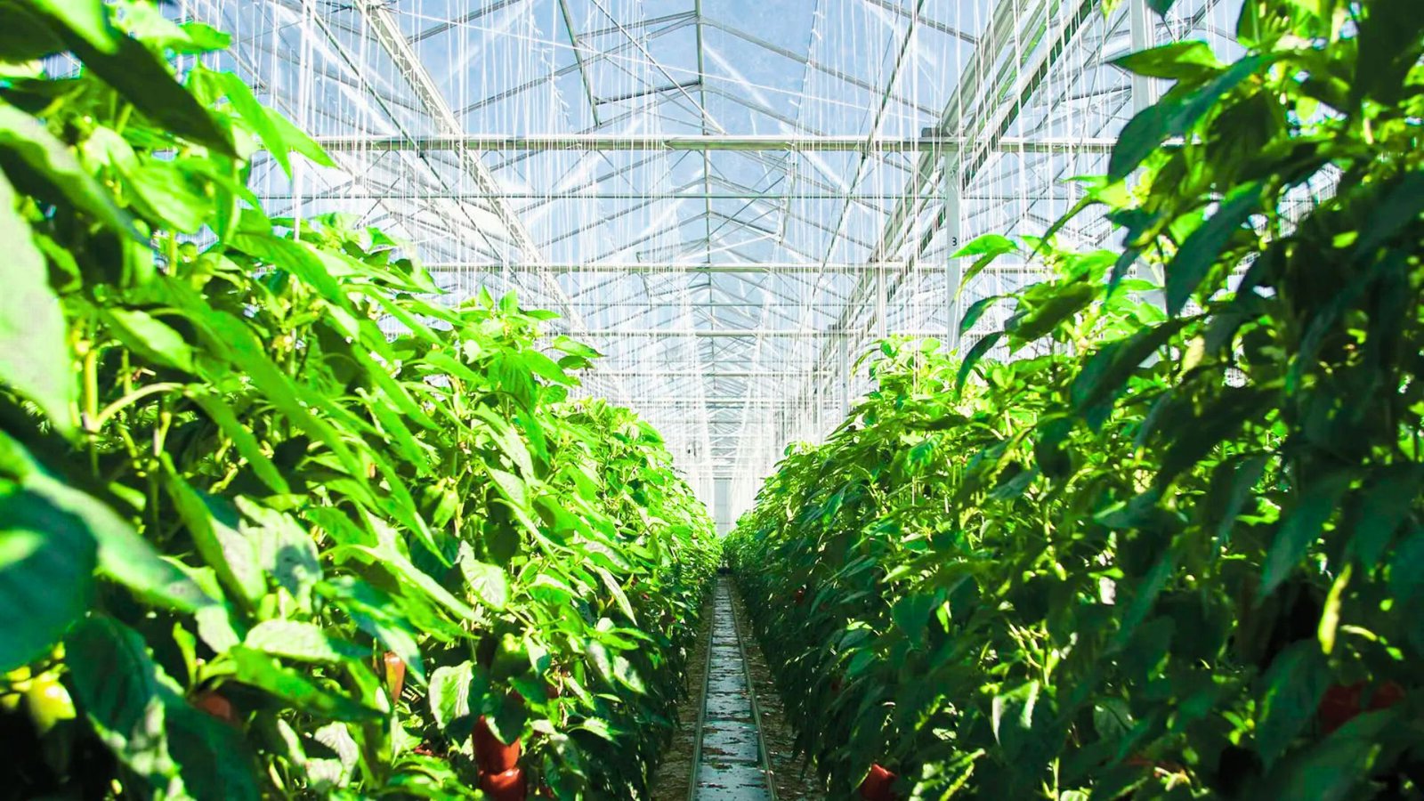 A large greenhouse filled with a variety of thriving plants under natural light.