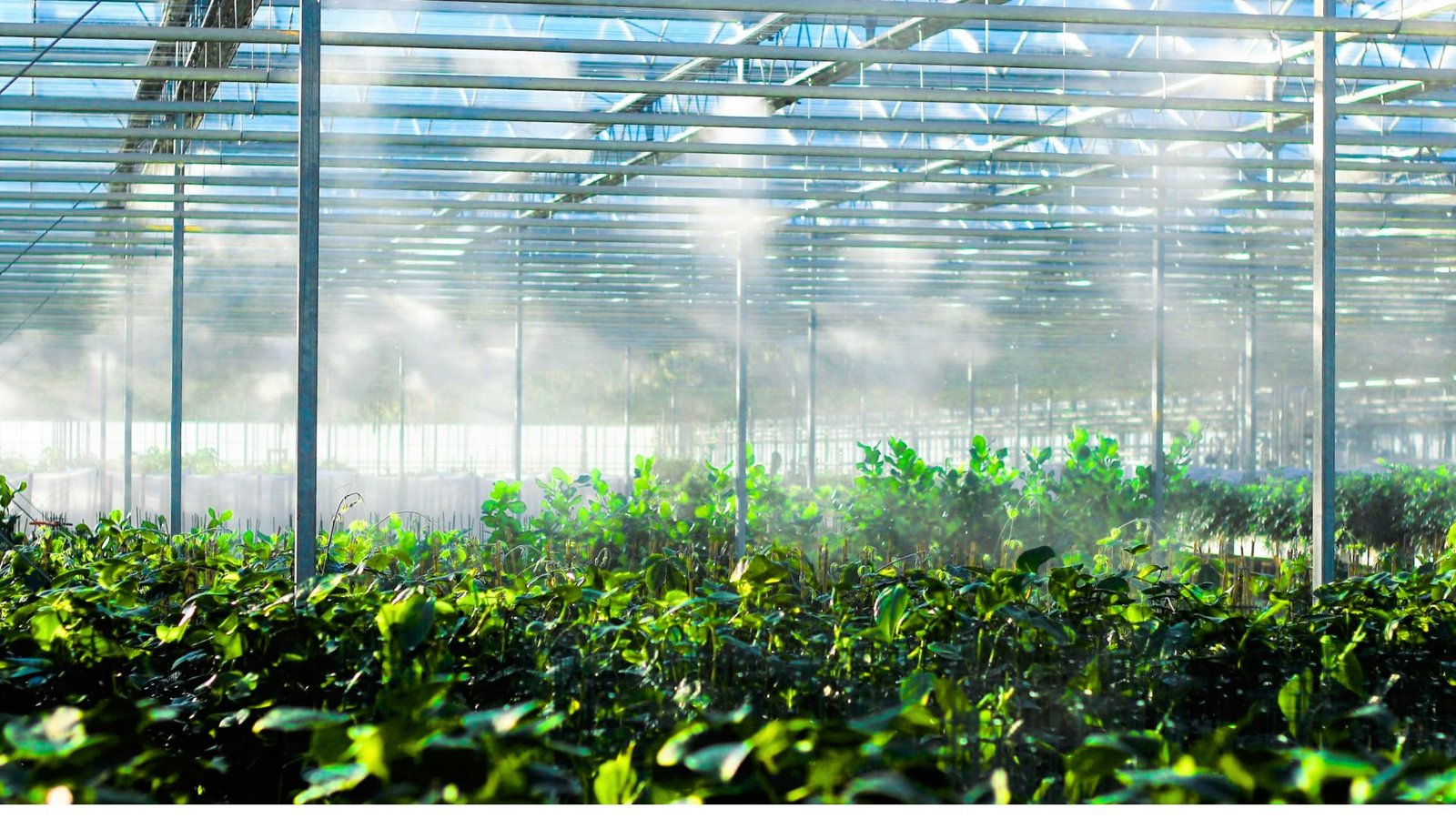 Temperature controlled greenhouse with fog and all greenery