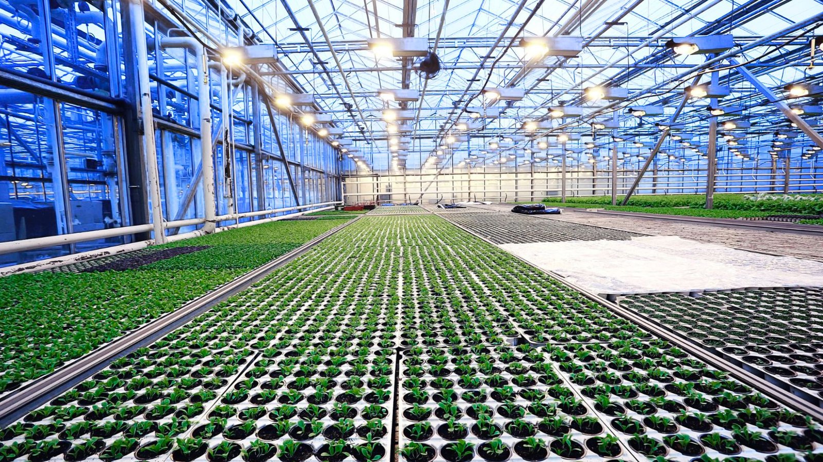 Large Temperature controlled greenhouse having planted crops in the field