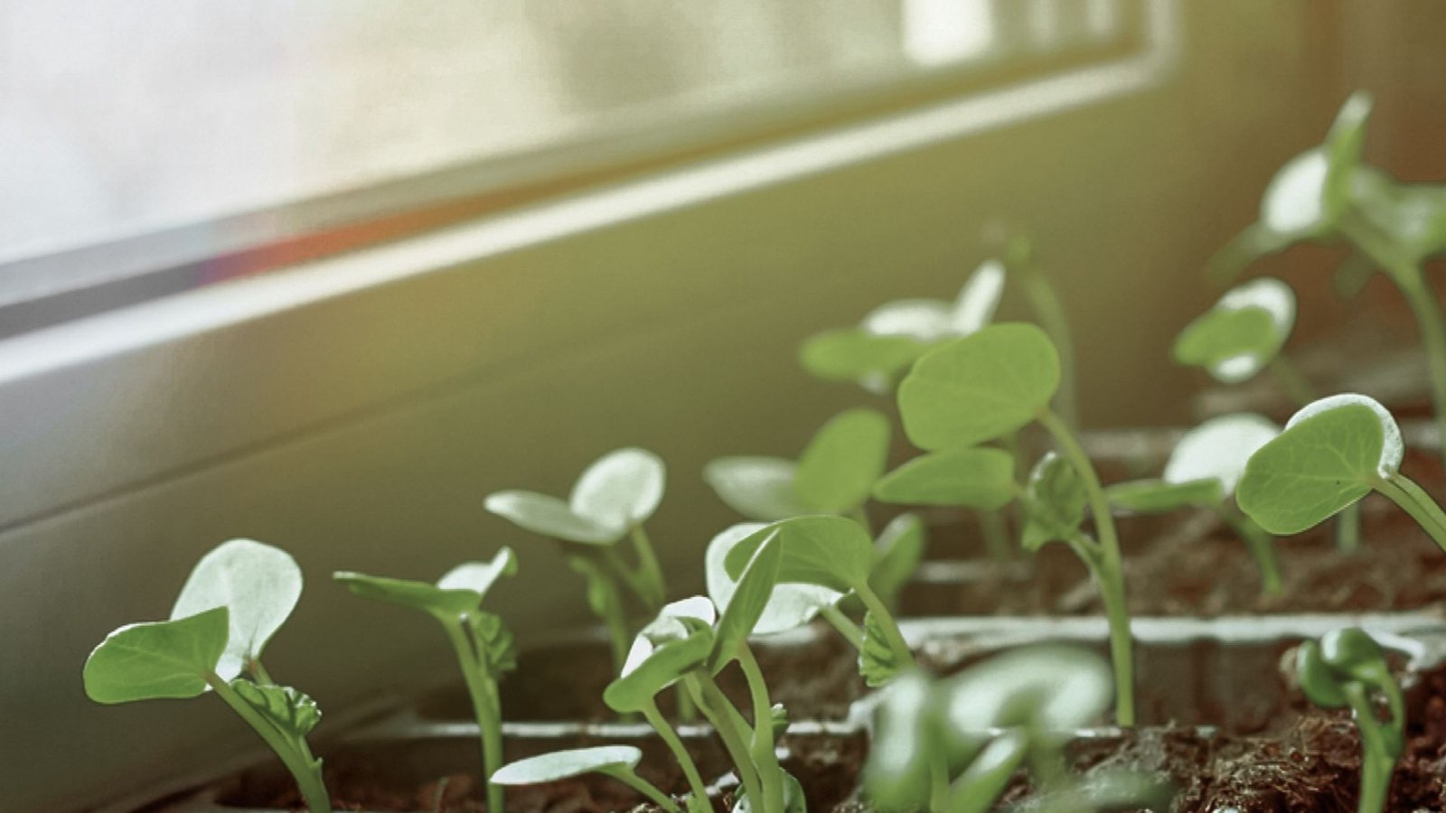 Seeding started in the greenhouse.