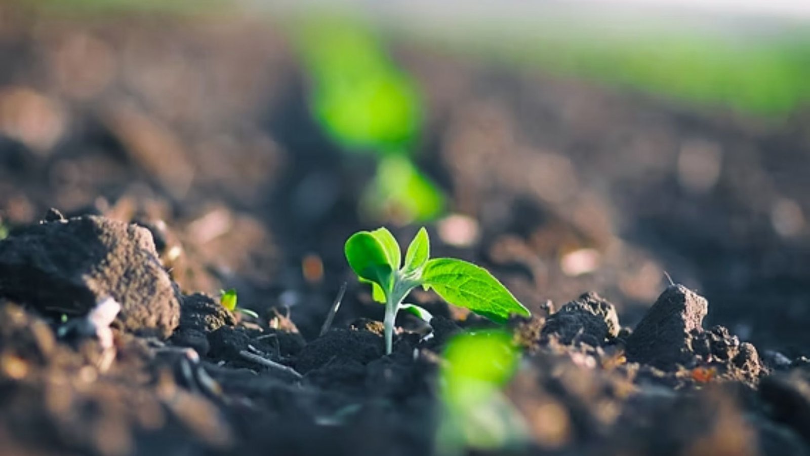 Photo of plant seeding in correct depth