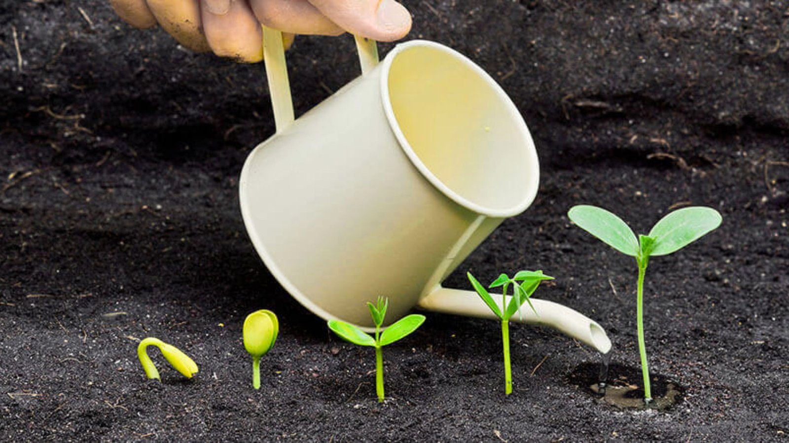 Watering the seeds in right way