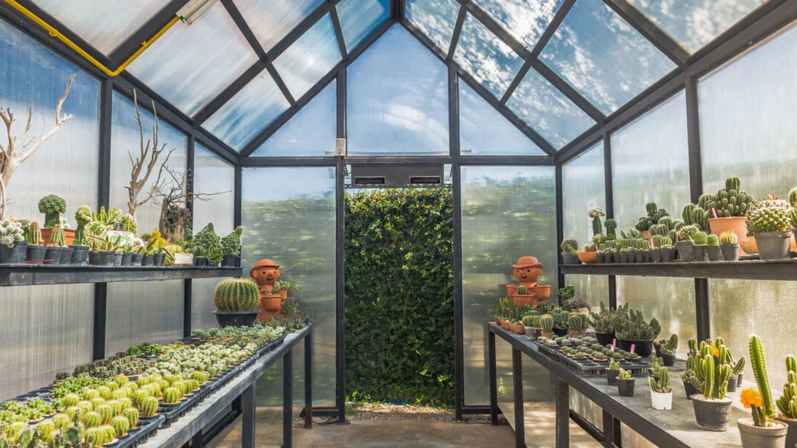 A greenhouse filled with various plants and cacti arranged on shelves, showcasing a vibrant indoor garden space.