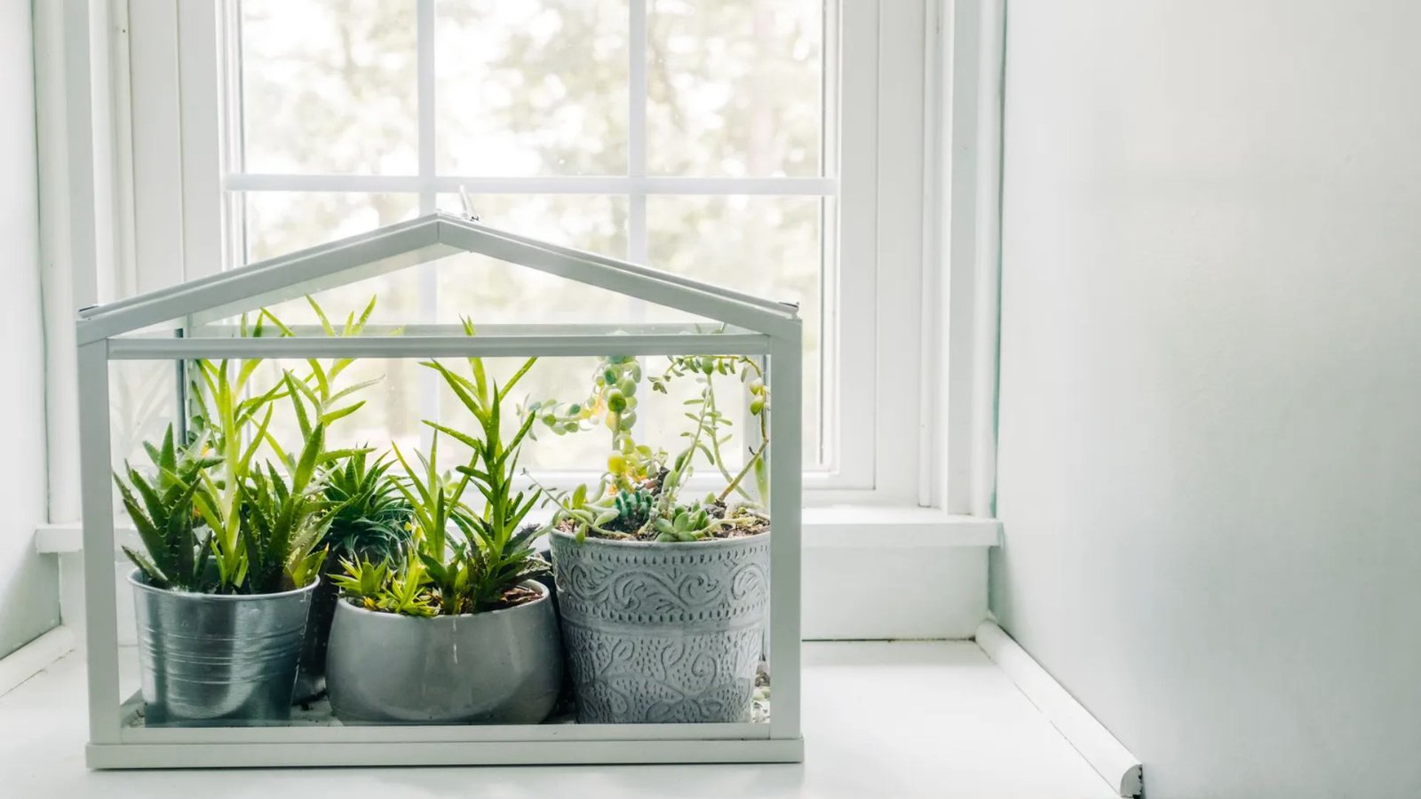 A quaint house with a greenhouse room, displaying lush plants that promote wellness and a connection to nature indoors