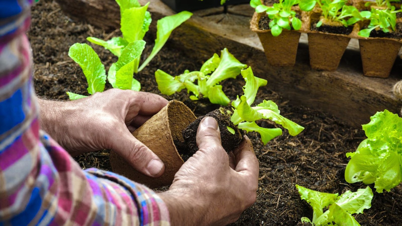 potting up small plants in early time.