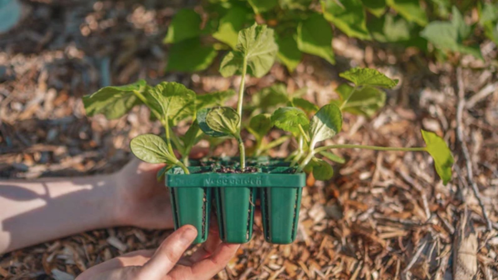Good light for each plant to grow