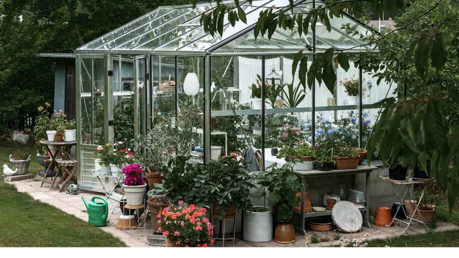 picture of the greenhouse full of greenery